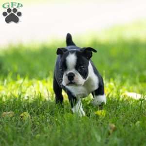 Kayla, Boston Terrier Puppy